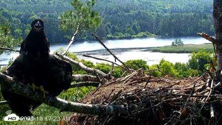 VINS Bald Eagles Nest Live Cams - Jul 3, 2026, 10:18am EDT