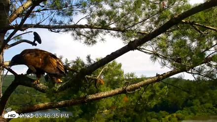 VINS Bald Eagles Nest Live Cams - Jul 20, 2026, 3:47pm EDT