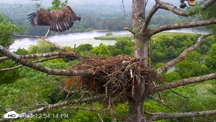 VINS Bald Eagles Nest Live Cams - Jul 29, 2026, 12:55pm EDT