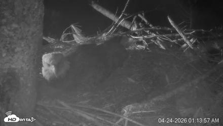 VINS Bald Eagles Nest Live Cams - Apr 24, 2026, 1:14am EDT