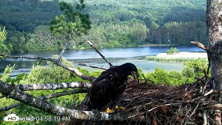 VINS Bald Eagles Nest Live Cams - Jul 2, 2026, 4:59pm EDT