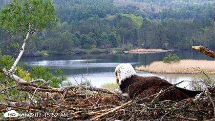 VINS Bald Eagles Nest Live Cams - May 10, 2026, 7:46am EDT