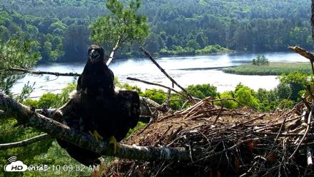 VINS Bald Eagles Nest Live Cams - Jul 3, 2026, 10:10am EDT