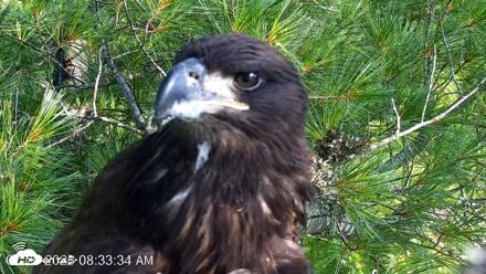 VINS Bald Eagles Nest Live Cams - Jul 26, 2026, 8:34am EDT