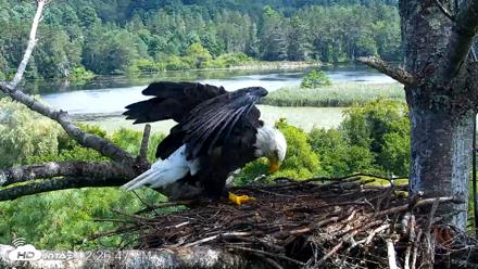 VINS Bald Eagles Nest Live Cams - Aug 22, 2026, 2:27pm EDT