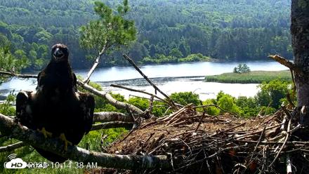 VINS Bald Eagles Nest Live Cams - Jul 3, 2026, 10:15am EDT