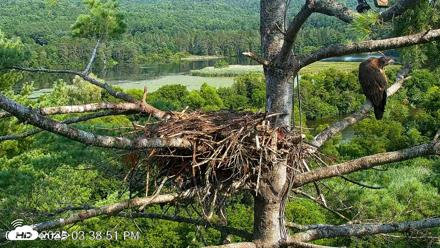 VINS Bald Eagles Nest Live Cams - Aug 10, 2026, 3:39pm EDT