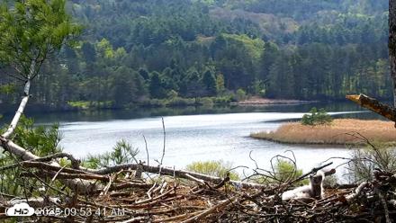 VINS Bald Eagles Nest Live Cams - May 10, 2026, 9:54am EDT
