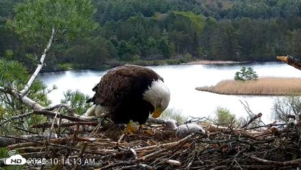 VINS Bald Eagles Nest Live Cams - May 8, 2026, 10:15am EDT