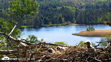 VINS Bald Eagles Nest Live Cams - May 12, 2026, 9:21am EDT