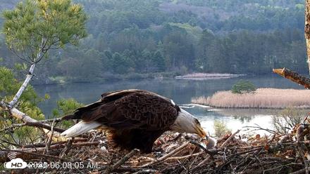 VINS Bald Eagles Nest Live Cams - May 5, 2026, 6:09am EDT