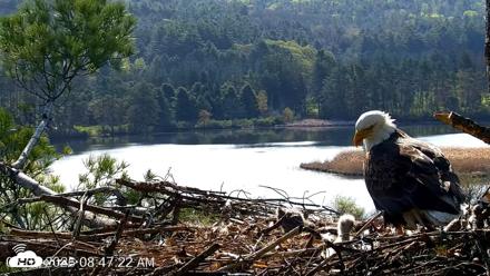 VINS Bald Eagles Nest Live Cams - May 5, 2026, 8:48am EDT