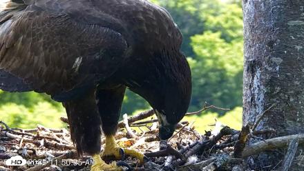 VINS Bald Eagles Nest Live Cams - Aug 7, 2026, 11:52am EDT