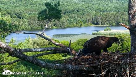 VINS Bald Eagles Nest Live Cams - Jul 22, 2026, 4:35pm EDT