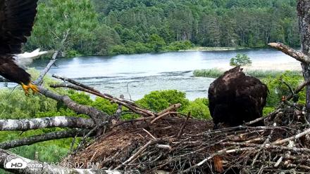 VINS Bald Eagles Nest Live Cams - Jun 23, 2026, 3:27pm EDT
