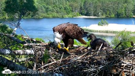 VINS Bald Eagles Nest Live Cams - May 26, 2026, 3:57pm EDT
