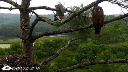 VINS Bald Eagles Nest Live Cams - Jul 30, 2026, 10:25am EDT