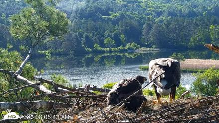 VINS Bald Eagles Nest Live Cams - Jun 3, 2026, 8:10am EDT