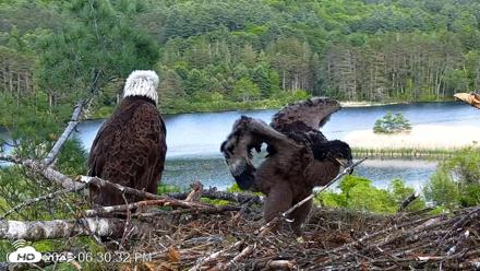 VINS Bald Eagles Nest Live Cams - Jun 2, 2026, 6:31pm EDT