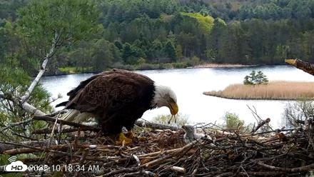 VINS Bald Eagles Nest Live Cams - May 8, 2026, 10:19am EDT
