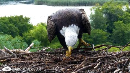 VINS Bald Eagles Nest Live Cams - Aug 22, 2026, 10:58am EDT