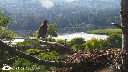 VINS Bald Eagles Nest Live Cams - Jul 25, 2026, 8:18am EDT