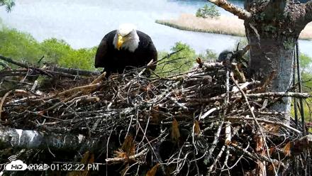 VINS Bald Eagles Nest Live Cams - May 19, 2026, 1:33pm EDT
