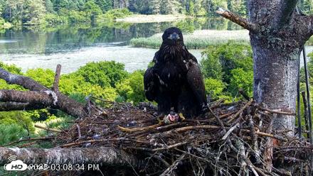 VINS Bald Eagles Nest Live Cams - Jul 24, 2026, 3:09pm EDT