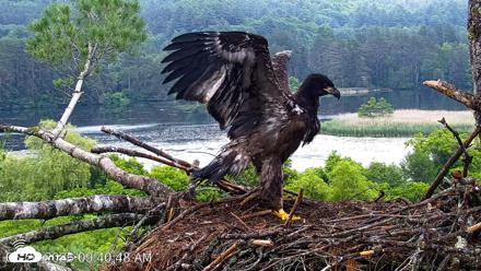 VINS Bald Eagles Nest Live Cams - Jun 26, 2026, 9:41am EDT