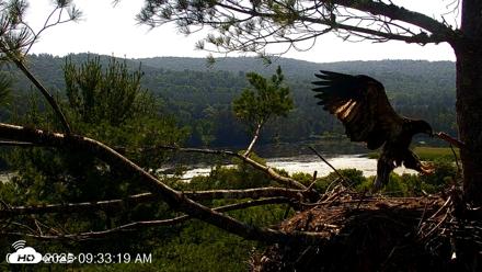 VINS Bald Eagles Nest Live Cams - Jul 8, 2026, 9:34am EDT