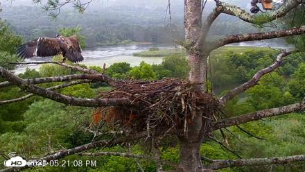 VINS Bald Eagles Nest Live Cams - Jul 29, 2026, 5:21pm EDT