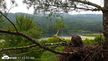 VINS Bald Eagles Nest Live Cams - Jul 7, 2026, 11:24am EDT