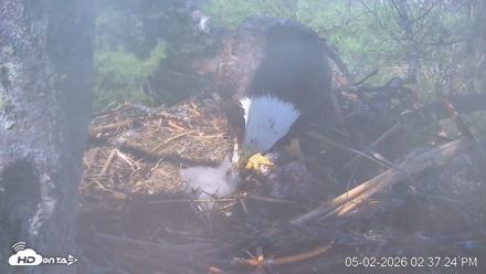 VINS Bald Eagles Nest Live Cams - May 2, 2026, 2:38pm EDT