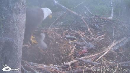 VINS Bald Eagles Nest Live Cams - May 4, 2026, 8:12am EDT