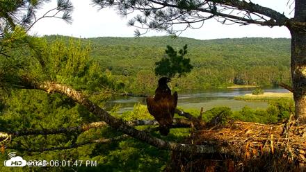 VINS Bald Eagles Nest Live Cams - Jul 10, 2026, 6:02pm EDT