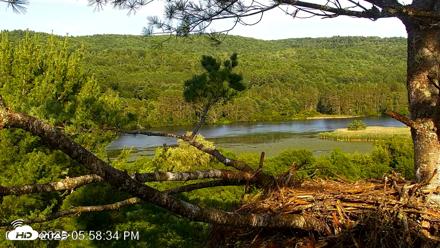 VINS Bald Eagles Nest Live Cams - Jul 17, 2026, 6:00pm EDT