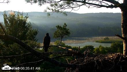 VINS Bald Eagles Nest Live Cams - Jul 16, 2026, 6:36am EDT