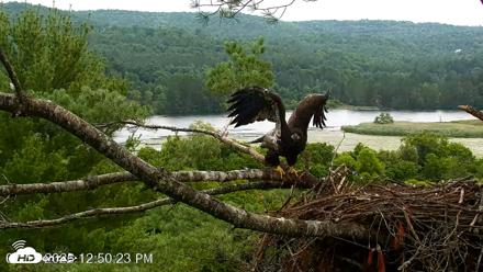 VINS Bald Eagles Nest Live Cams - Jul 15, 2026, 12:51pm EDT