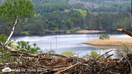 VINS Bald Eagles Nest Live Cams - May 10, 2026, 8:39am EDT