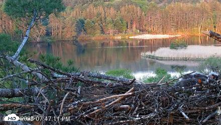 VINS Bald Eagles Nest Live Cams - May 18, 2026, 7:48pm EDT