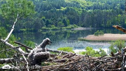 VINS Bald Eagles Nest Live Cams - May 23, 2026, 10:19am EDT