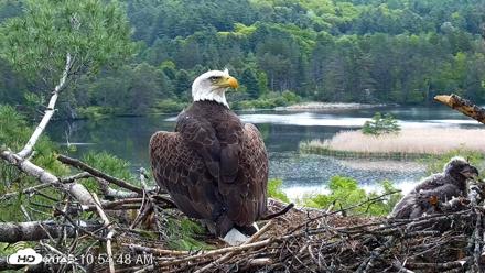 VINS Bald Eagles Nest Live Cams - May 23, 2026, 10:55am EDT