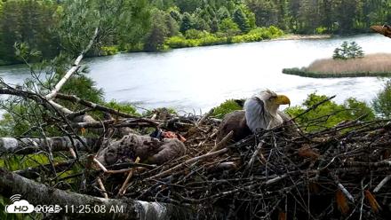 VINS Bald Eagles Nest Live Cams - May 28, 2026, 11:26am EDT