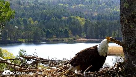 VINS Bald Eagles Nest Live Cams - May 5, 2026, 9:58am EDT