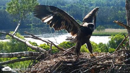 VINS Bald Eagles Nest Live Cams - Jun 25, 2026, 9:08am EDT