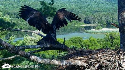VINS Bald Eagles Nest Live Cams - Jul 24, 2026, 5:25pm EDT