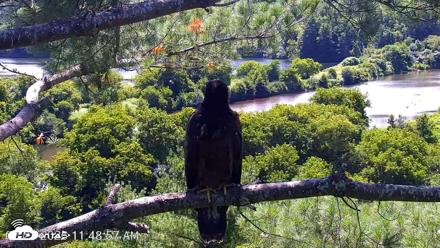 VINS Bald Eagles Nest Live Cams - Jul 23, 2026, 11:49am EDT