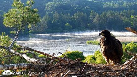 VINS Bald Eagles Nest Live Cams - Jun 16, 2026, 6:24am EDT