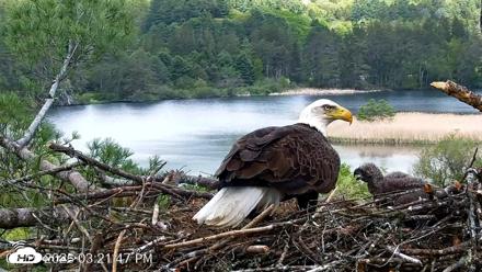 VINS Bald Eagles Nest Live Cams - May 19, 2026, 3:22pm EDT