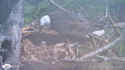 VINS Bald Eagles Nest Live Cams - Apr 27, 2026, 9:35am EDT